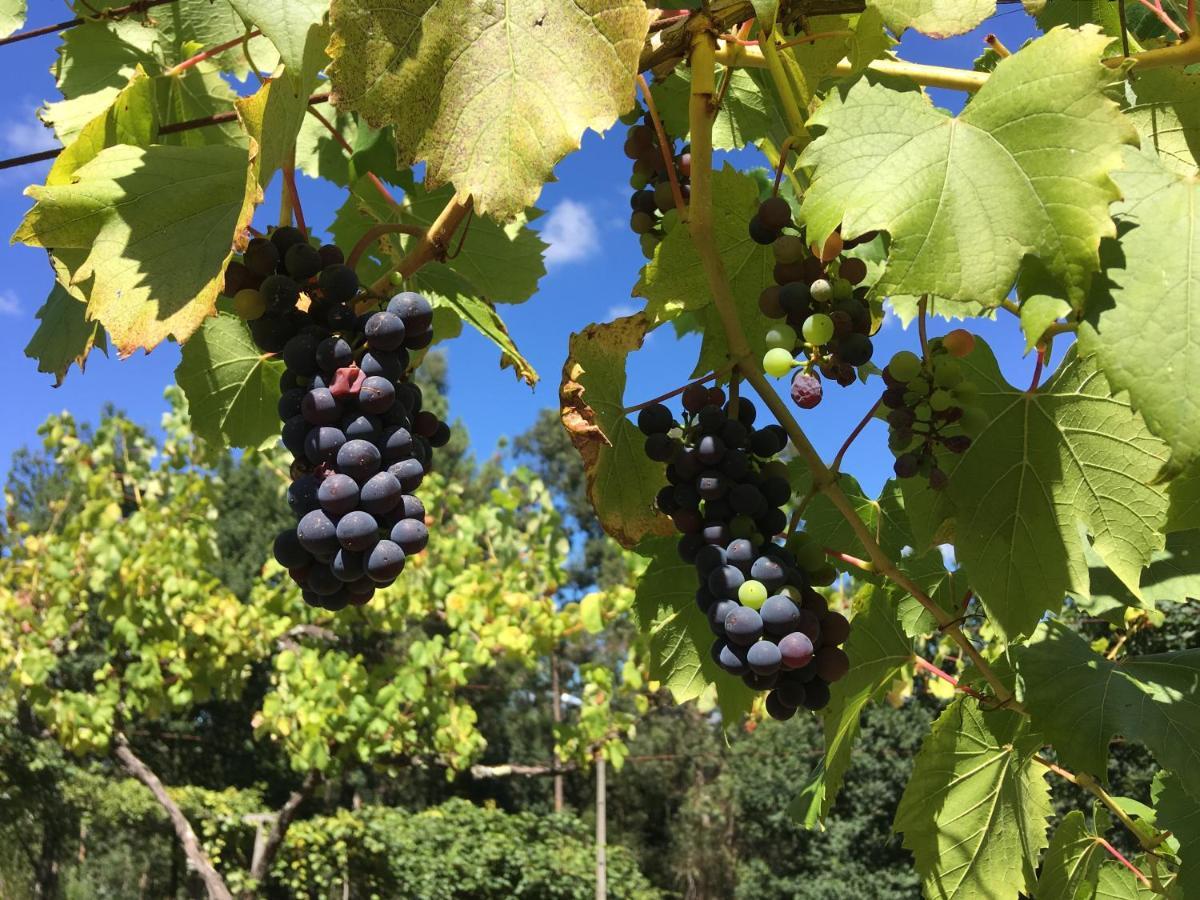 Quinta Da Quinta, Private Homestay